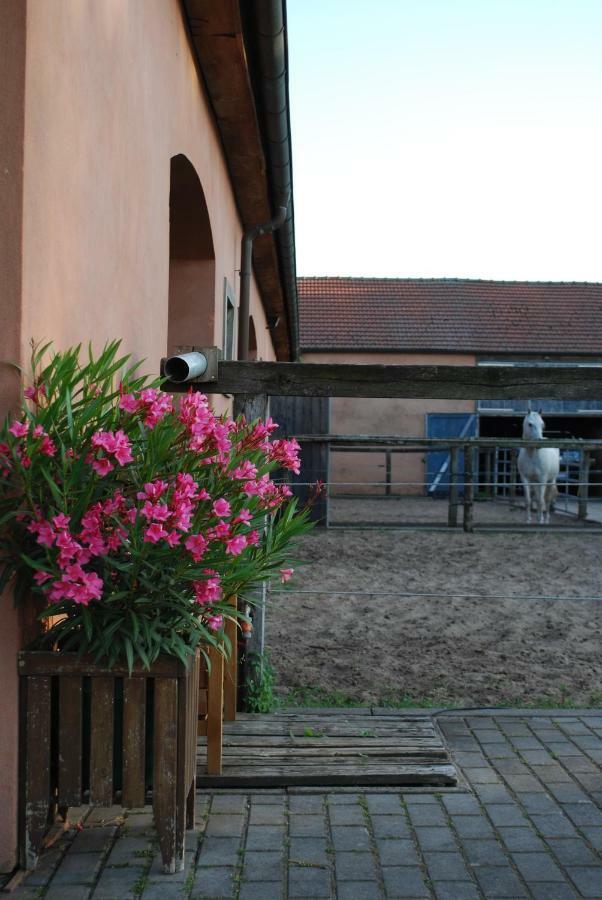 Ferienwohnung Auf Pferdehof Dreetz Exterior photo
